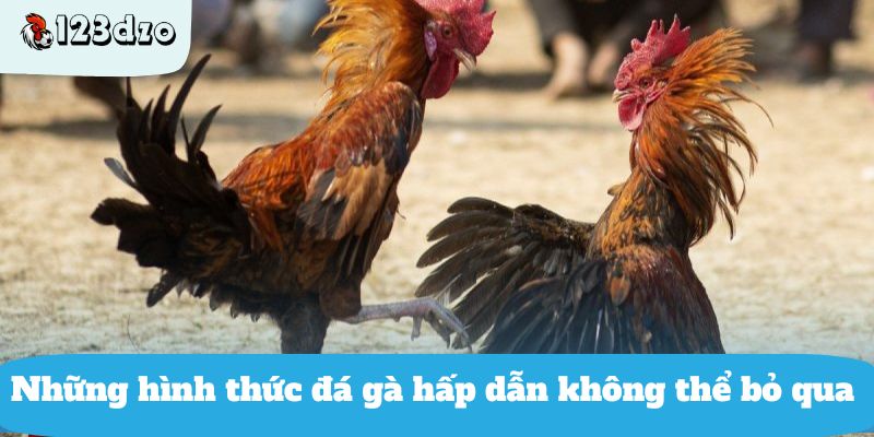 Những hình thức đá gà hấp dẫn không thể bỏ qua