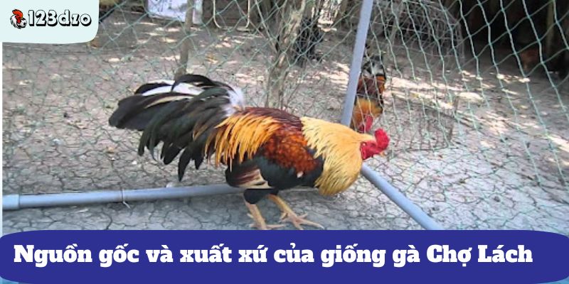 Nguồn gốc và xuất xứ của giống gà Chợ Lách 