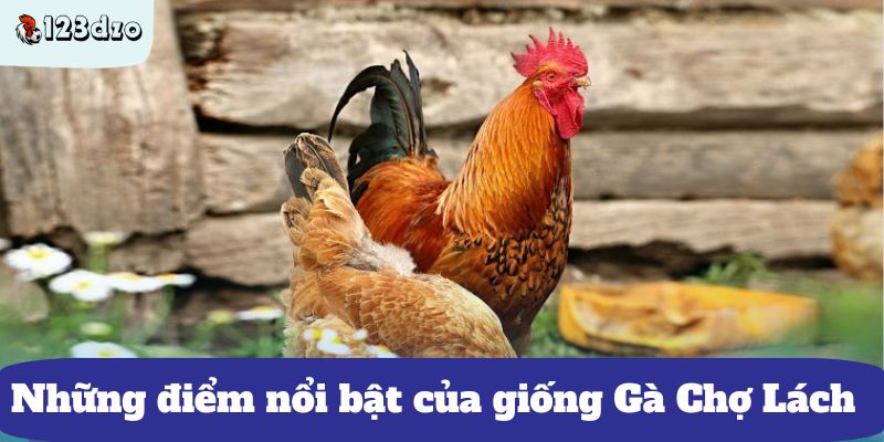 Những điểm nổi bật của giống Gà Chợ Lách 