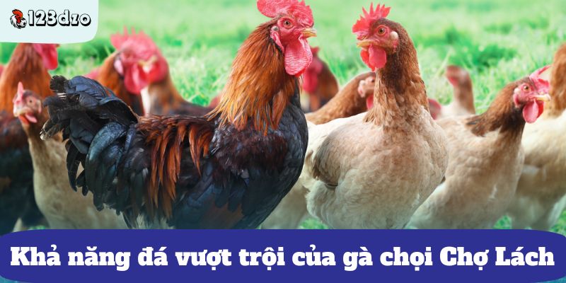 Khả năng đá vượt trội của gà chọi Chợ Lách