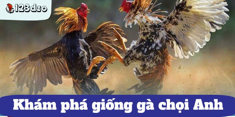 Khám phá giống gà chọi Anh