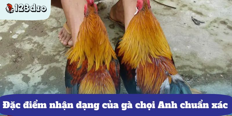 Cách chọn gà đá cựa sắt Mỹ