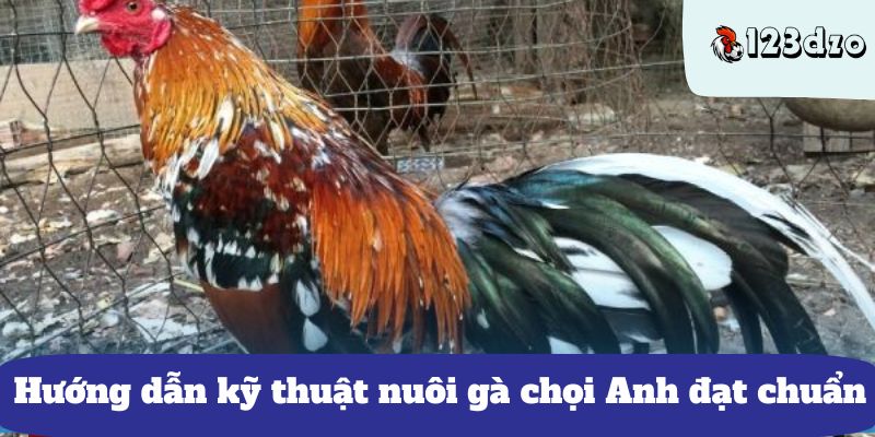 Hướng dẫn kỹ thuật nuôi gà chọi Anh đạt chuẩn