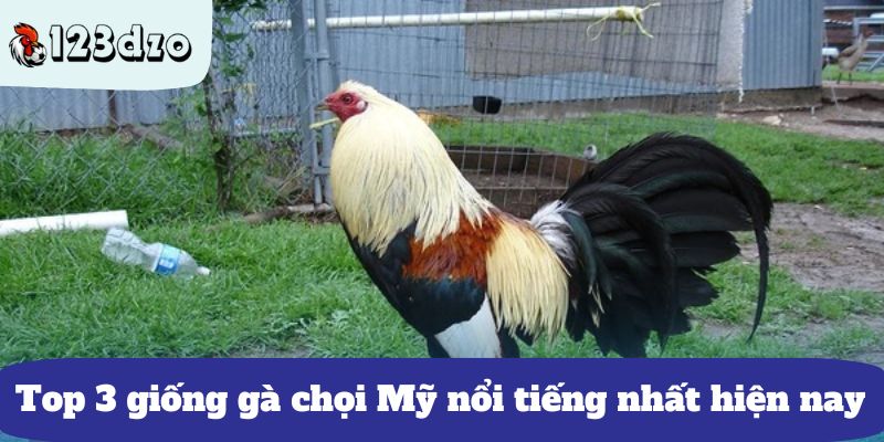 Top 3 giống gà chọi Mỹ nổi tiếng nhất hiện nay