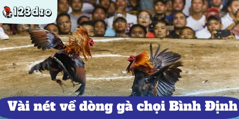 Vài nét về dòng gà chọi Bình Định