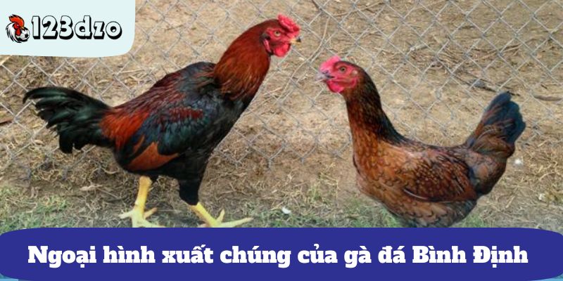 Những đặc điểm nổi bật của gà chọi Bình Định