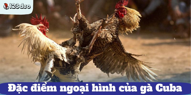 Đặc điểm ngoại hình của gà chọi cuba