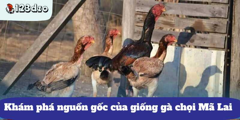 Khám phá nguồn gốc của giống gà chọi Mã Lai