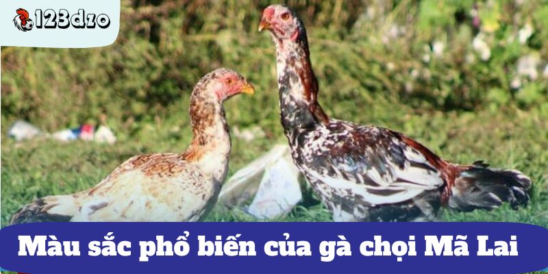 Màu sắc phổ biến của gà chọi Mã Lai