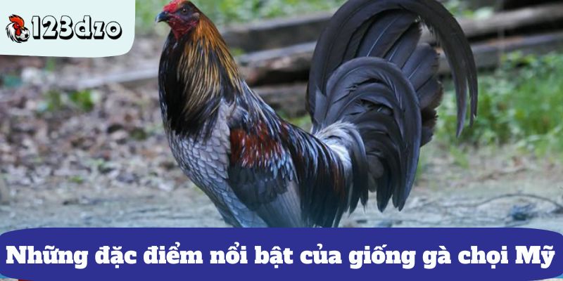 Những đặc điểm nổi bật của giống gà chọi Mỹ