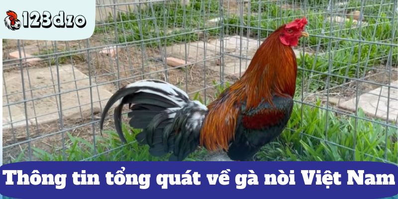 Thông tin tổng quát về gà nòi Việt Nam