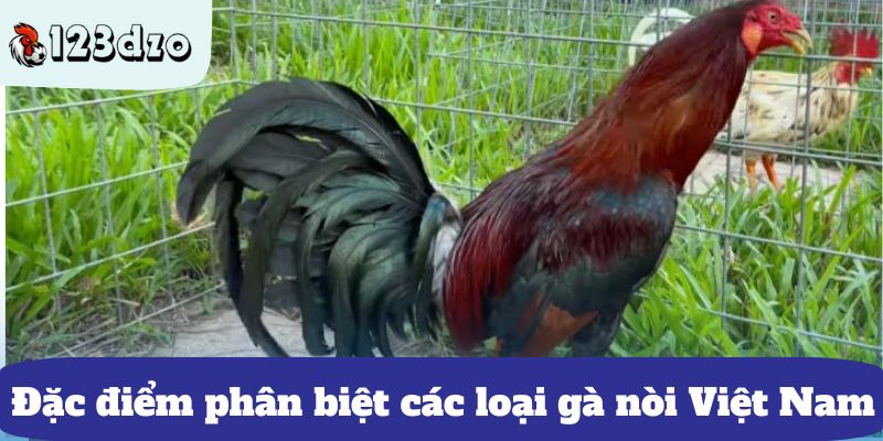 Đặc điểm phân biệt các loại gà nòi Việt Nam
