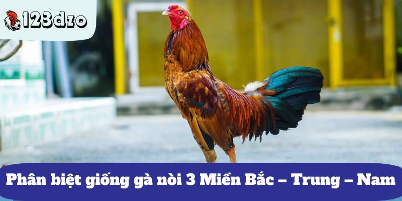 Phân biệt giống gà nòi 3 Miền Bắc – Trung – Nam