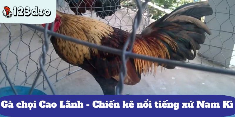 Gà chọi Cao Lãnh - Chiến kê nổi tiếng xứ Nam Kì