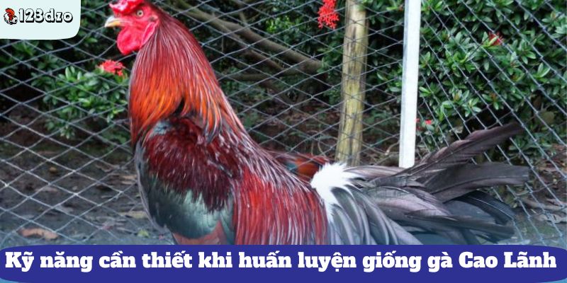 Kỹ năng cần thiết khi huấn luyện giống gà Cao Lãnh