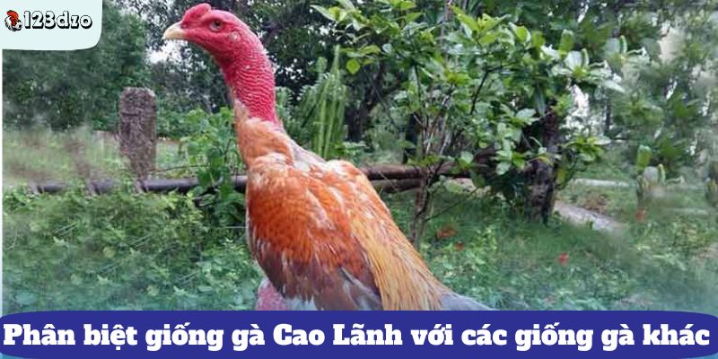 Phân biệt giống gà Cao Lãnh với các giống gà khác