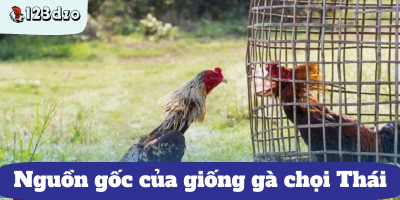 Nguồn gốc của giống gà chọi Thái