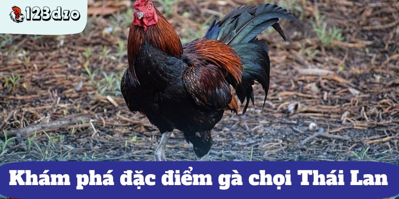 Khám phá đặc điểm gà chọi Thái Lan