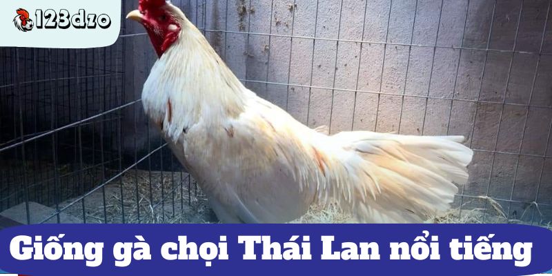 Giống gà chọi Thái Lan nổi tiếng