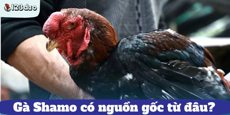 Gà Shamo có nguồn gốc từ đâu?