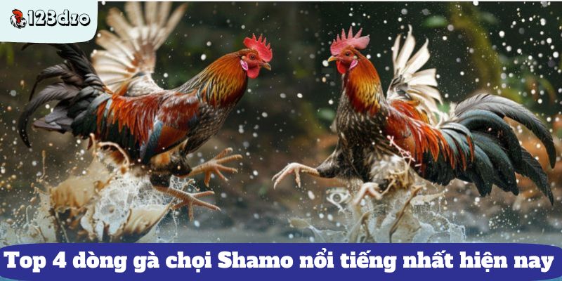 Top 4 dòng gà chọi Shamo được kê thủ yêu thích nhất