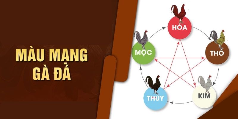 Hướng dẫn chọn màu mạng gà đá cho các sư kê